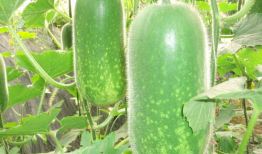 往期吃瓜爆料图片大全,往期吃瓜爆料图片大全回顾